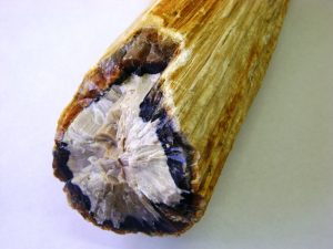 Madera Opalizada